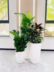 探秘宁波前湾盆景租赁，解锁独特景观布置法